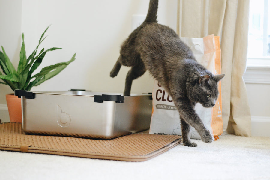Correctly Maintaining The Cat’s Litter Box Environment At Home